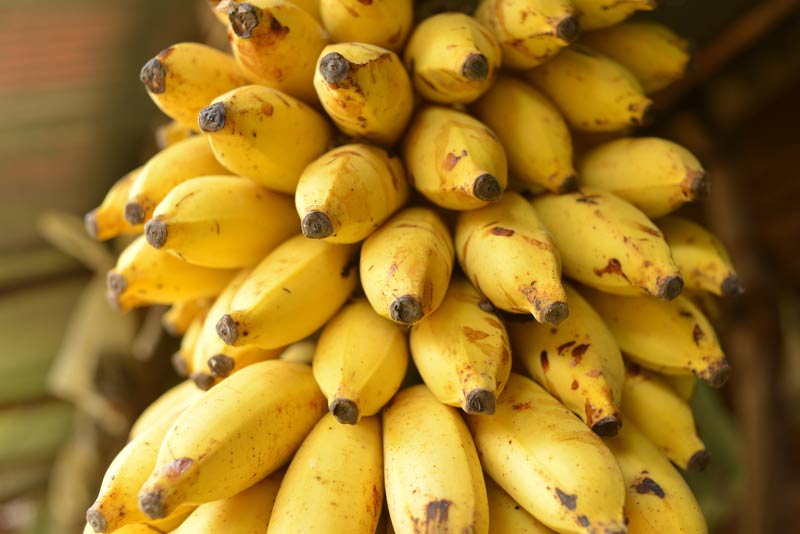 Bananas: Due to their large potassium content, a (relatively) radioactive foodstuff